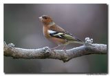 Vink - Chaffinch