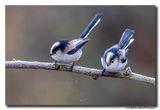 Staartmees - Long-tailed Tit