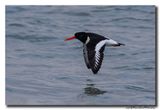 Scholekster - Oystercatcher