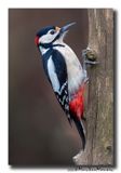 Grote Bonte Specht - Great Spotted Woodpecker