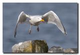 Zilvermeeuw - Herring Gull