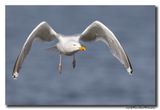 Zilvermeeuw - Herring Gull