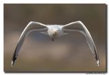 Zilvermeeuw - Herring Gull