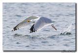 Zilvermeeuw - Herring Gull