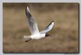 Kokmeeuw - Black-headed Gull