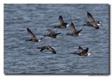 Rotgans - Dark-bellied Brent Goose