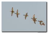 Wintertaling - Eurasian Teal