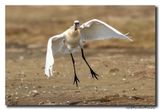 Lepelaar - Spoonbill