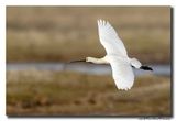 Lepelaar - Spoonbill