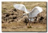 Lepelaar - Spoonbill