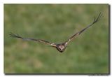 Bruine Kiekendief - Marsh Harrier