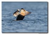 Eider - Common Eider 