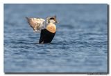 Eider - Common Eider 