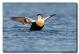 Eider - Common Eider 