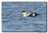 Eider - Common Eider 