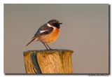 Roodborsttapuit - Stonechat