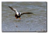 Slobeend - Northern Shoveler