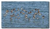 Paarse Strandloper - Purple Sandpiper