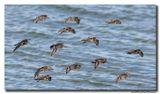 Paarse Strandloper - Purple Sandpiper