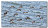 Paarse Strandloper - Purple Sandpiper