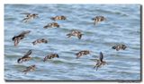 Paarse Strandloper - Purple Sandpiper