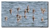 Paarse Strandloper - Purple Sandpiper