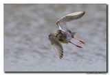 Tureluur - Redshank