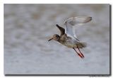 Tureluur - Redshank