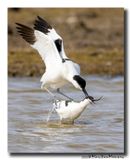 Kluut- Pied Avocet