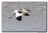 Kluut- Pied Avocet
