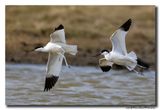 Kluut- Pied Avocet
