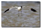 Kluut- Pied Avocet