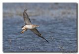 Kluut- Pied Avocet