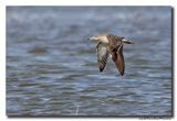 Kluut- Pied Avocet