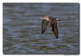 Kluut- Pied Avocet