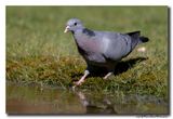 Holenduif - Stock Dove
