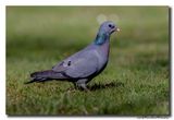 Holenduif - Stock Dove
