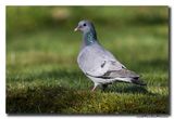 Holenduif - Stock Dove