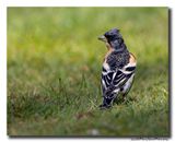 Keep - Brambling