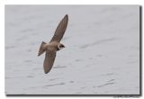 Oeverzwaluw - Sand Martin