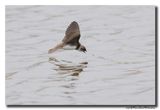Oeverzwaluw - Sand Martin