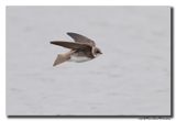 Oeverzwaluw - Sand Martin