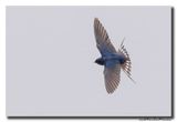 Boerenzwaluw - Barn Swallow