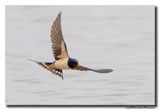 Boerenzwaluw - Barn Swallow