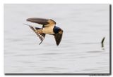 Boerenzwaluw - Barn Swallow