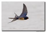 Boerenzwaluw - Barn Swallow