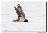 Boerenzwaluw - Barn Swallow