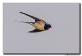 Boerenzwaluw - Barn Swallow