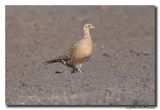 Fazant - Pheasant