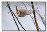 Roodkeelpieper-Red-throated Pipit